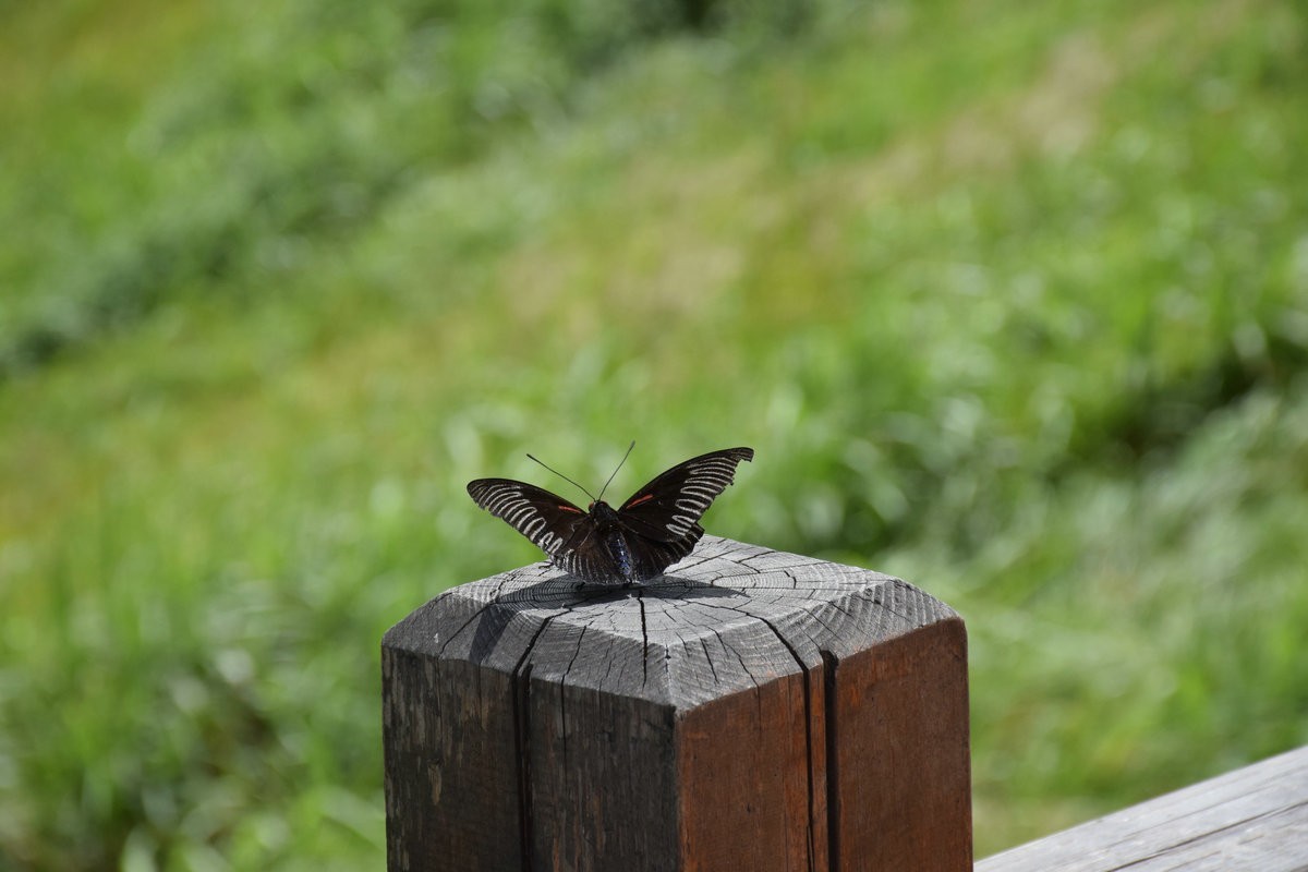 2021夏 渝川赣（52）北麓游览区