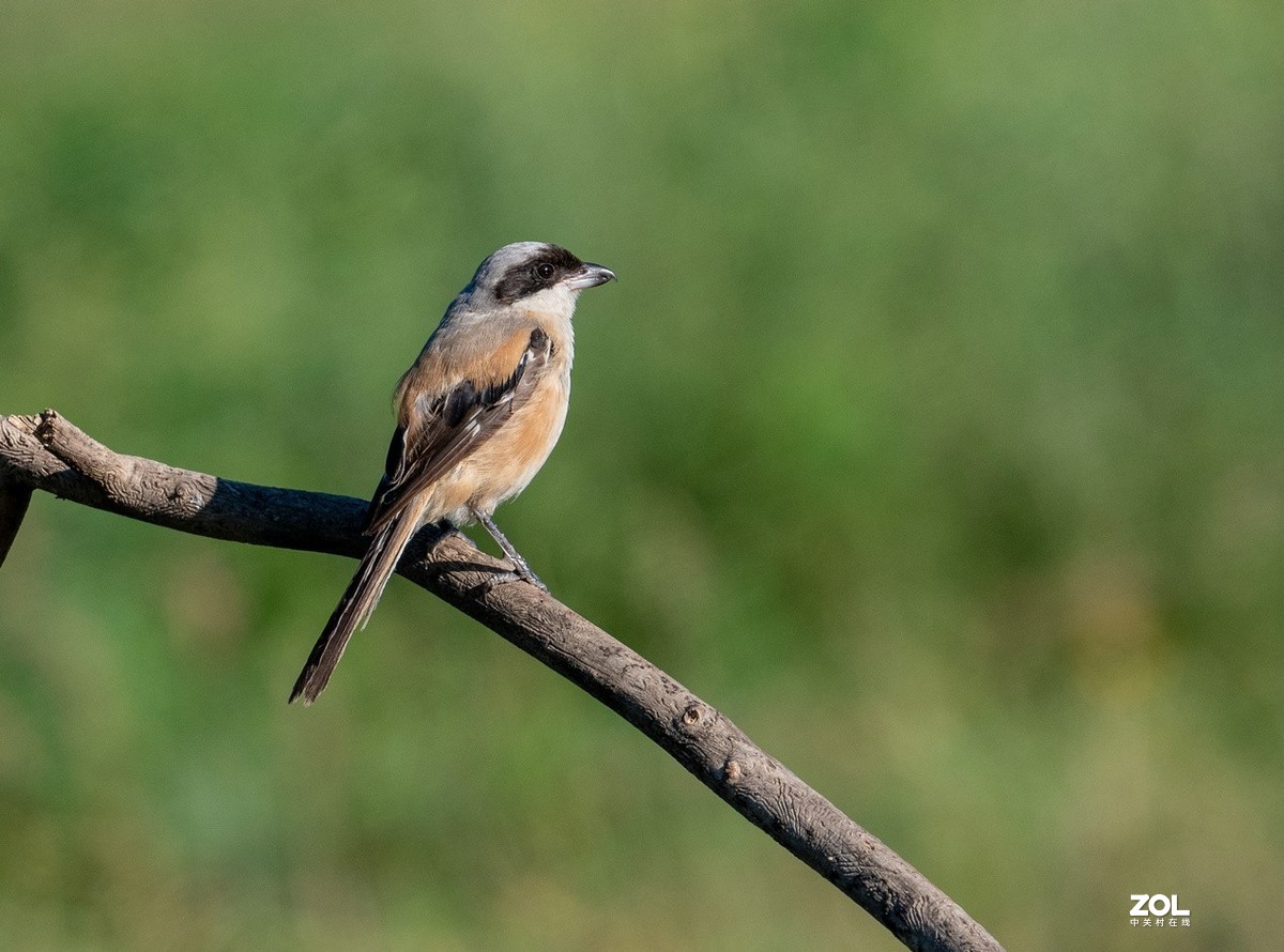吃蚂蚱的《伯劳》