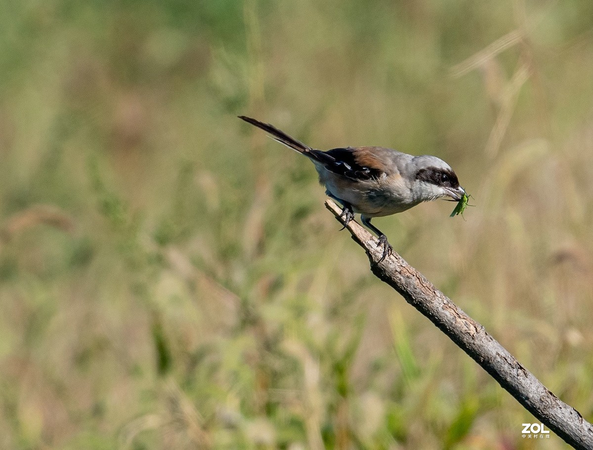 吃蚂蚱的《伯劳》