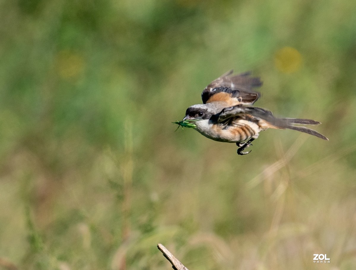 吃蚂蚱的《伯劳》
