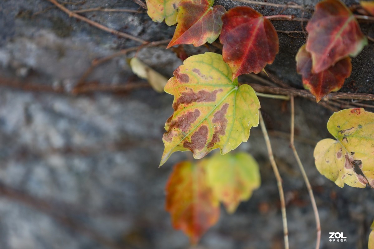 岩壁上的爬山虎