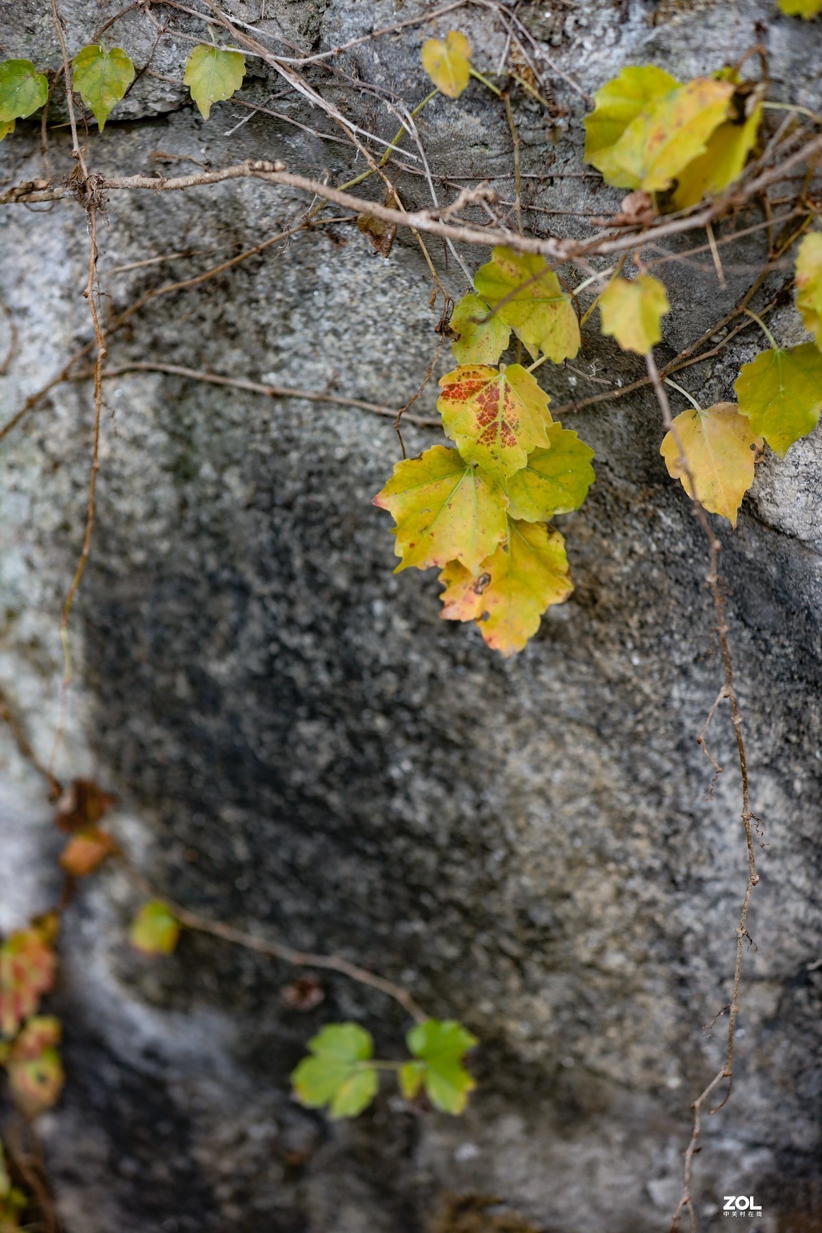 岩壁上的爬山虎