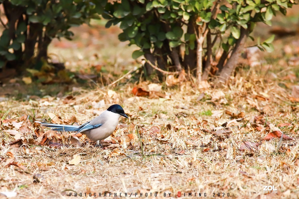 年前小区里用150-600C版拍的鸟片（一）