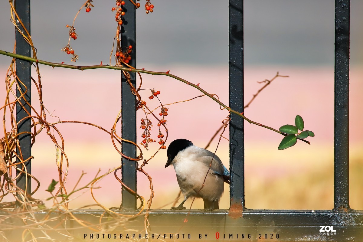 年前小区里用150-600C版拍的鸟片（一）