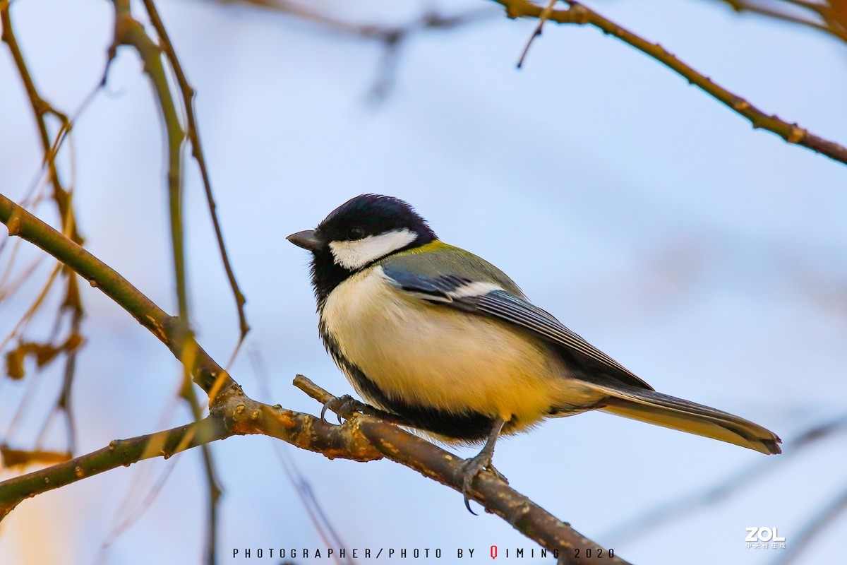 年前小区里用150-600C版拍的鸟片（一）