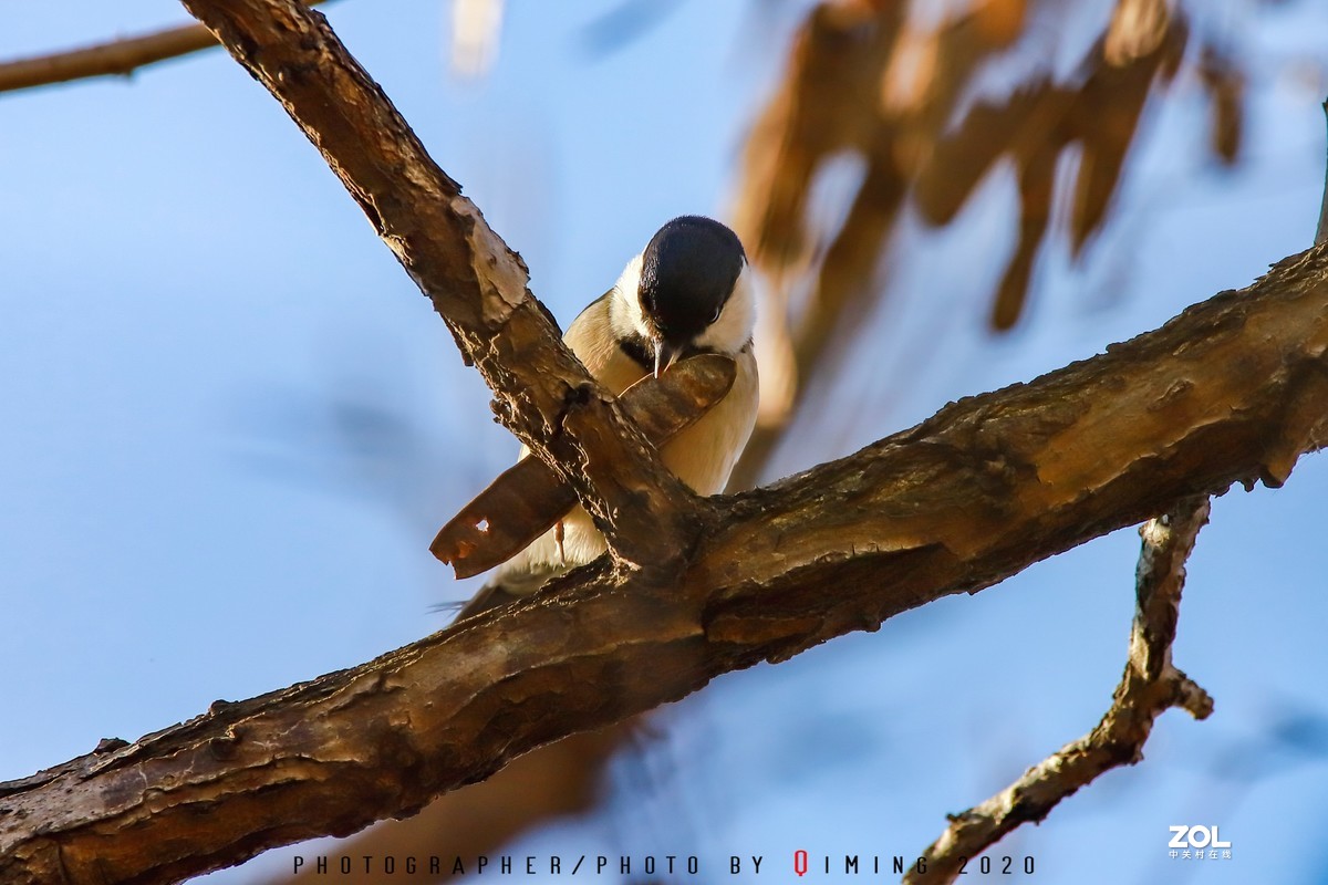 年前小区里用150-600C版拍的鸟片（一）