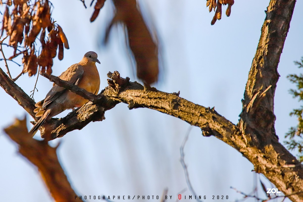 年前小区里用150-600C版拍的鸟片（一）