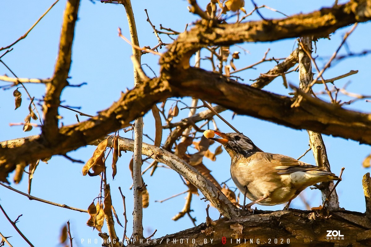年前小区里用150-600C版拍的鸟片（一）