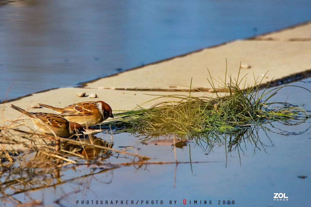 年前小区里用150-600C版拍的鸟片（一）