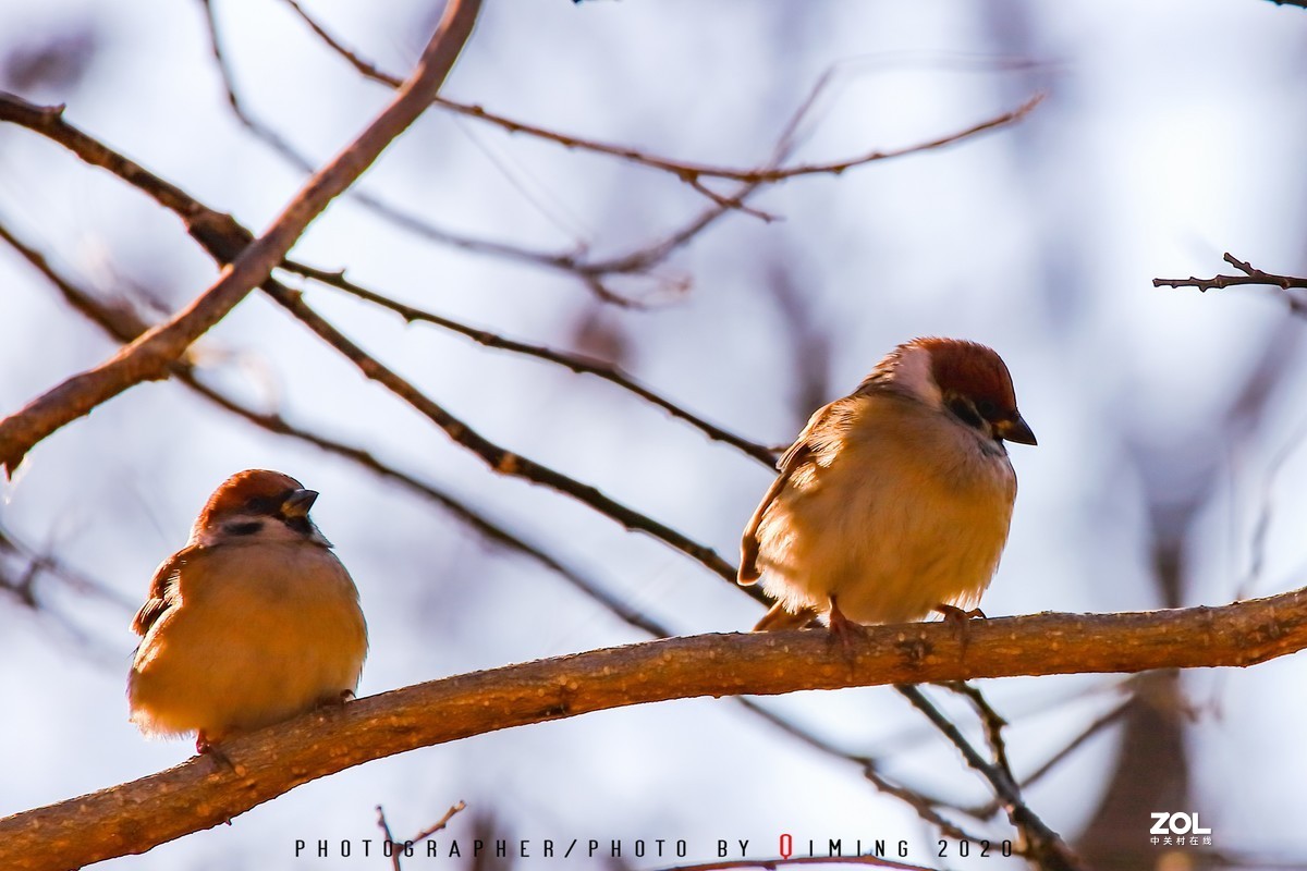 年前小区里用150-600C版拍的鸟片（一）