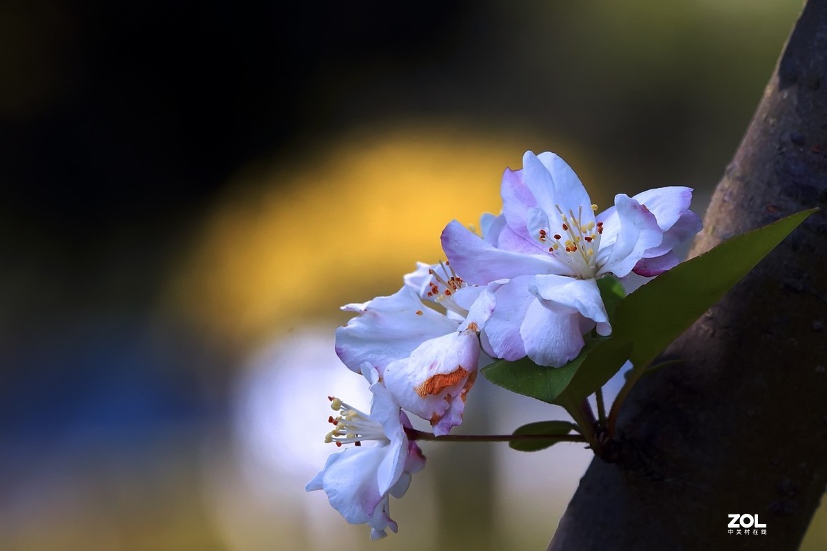 即将凋谢的花朵2