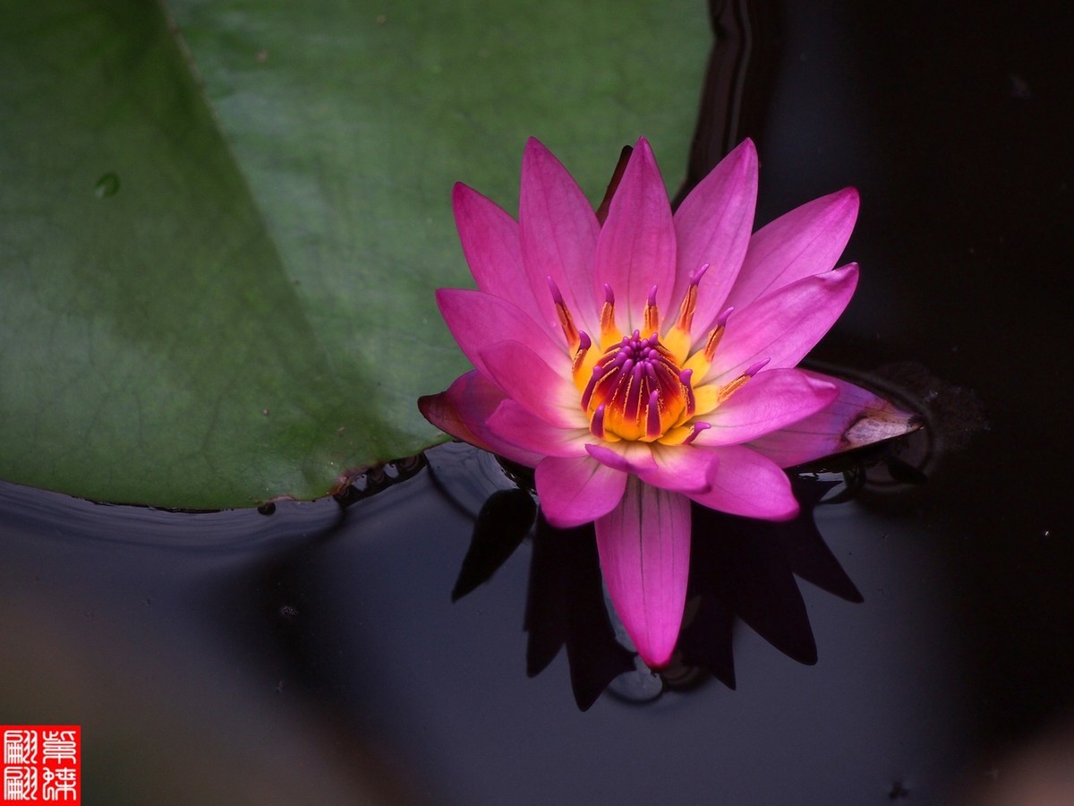 好喜欢的睡莲又开了