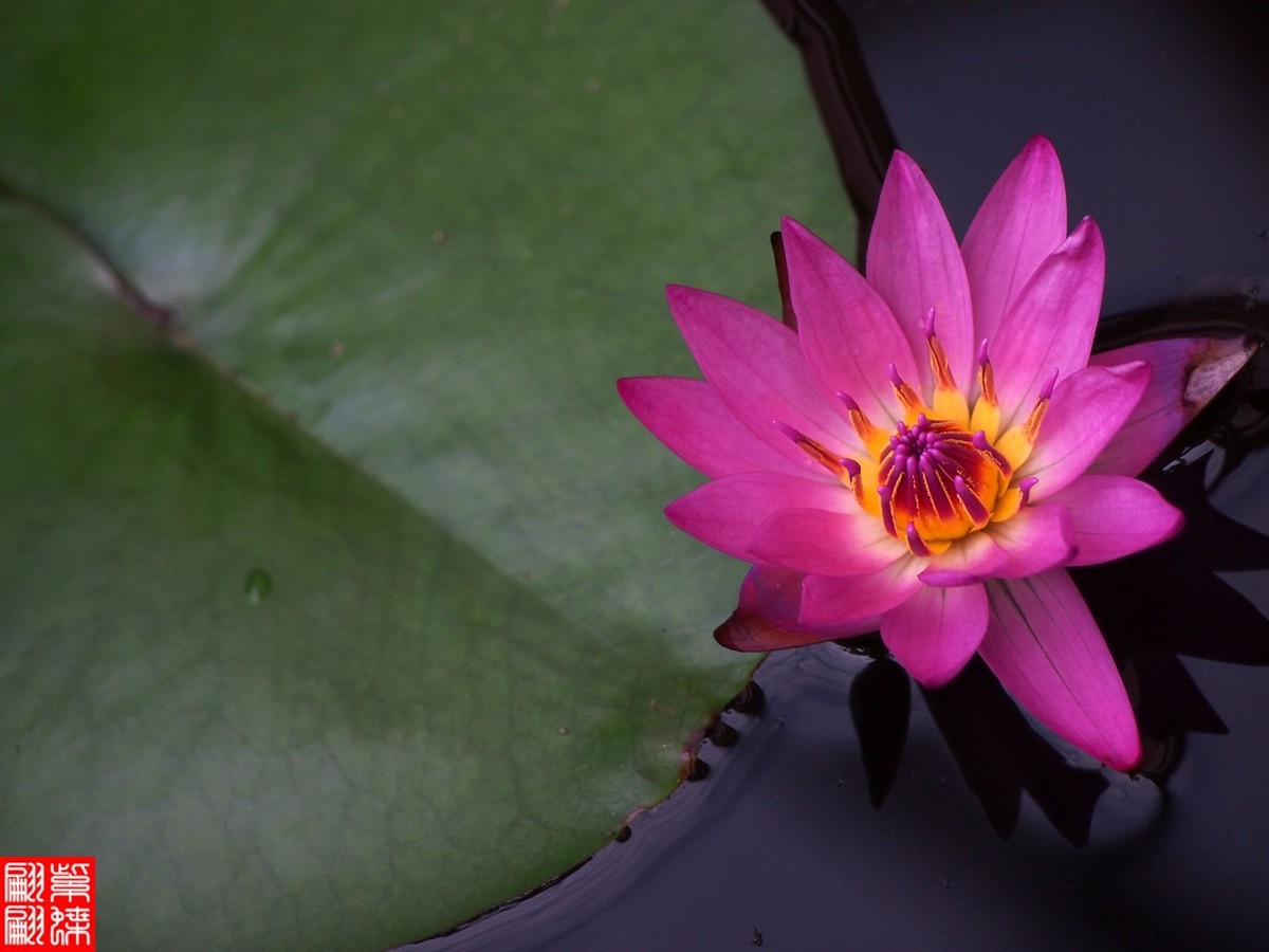 好喜欢的睡莲又开了