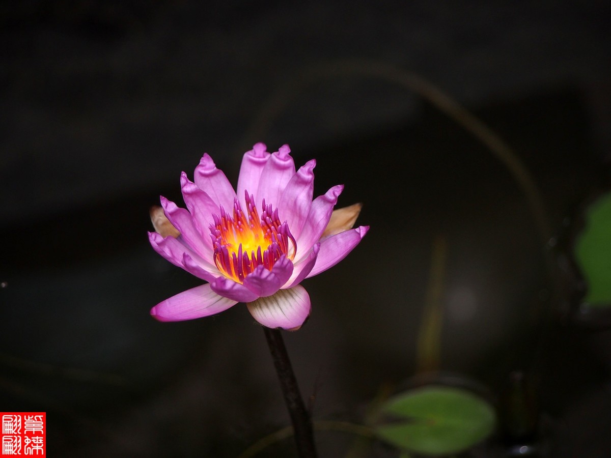 好喜欢的睡莲又开了