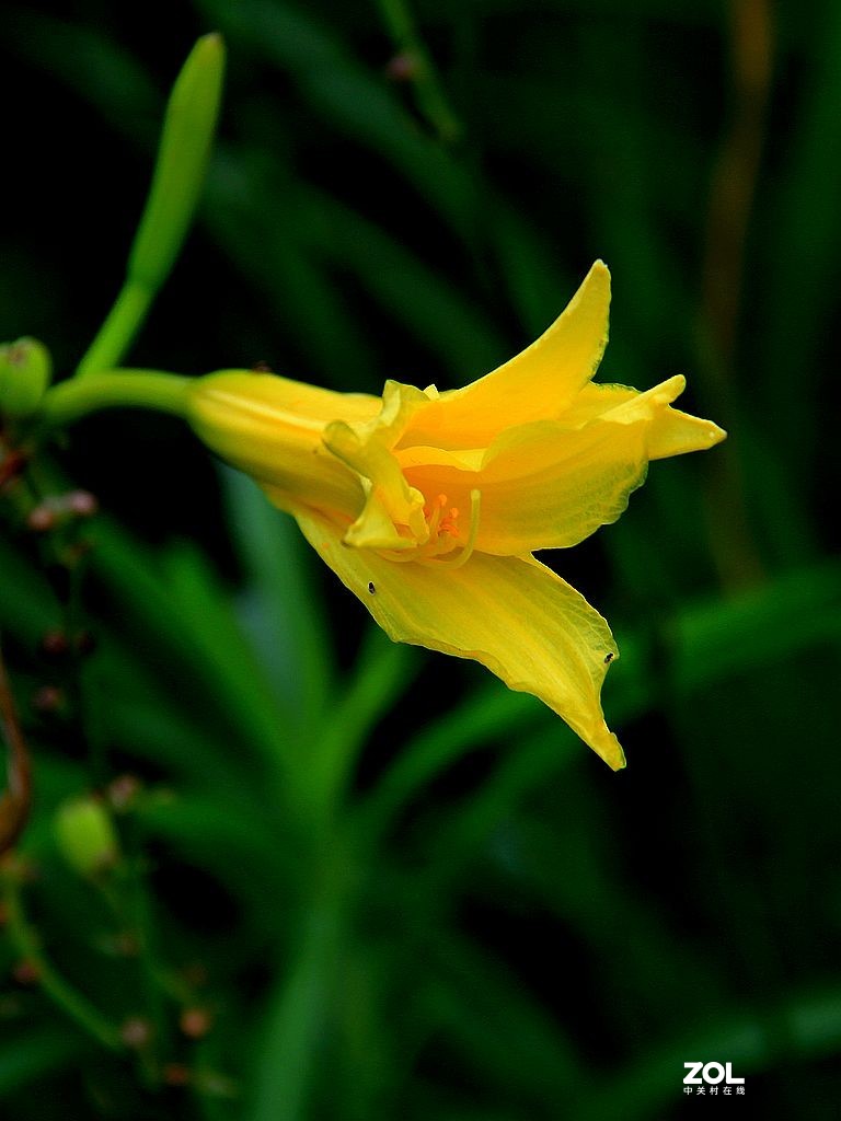黄花菜