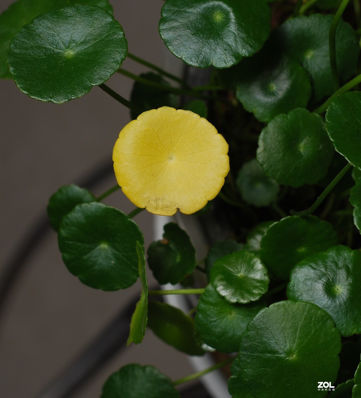 2020.11.6深圳燃气走势预测