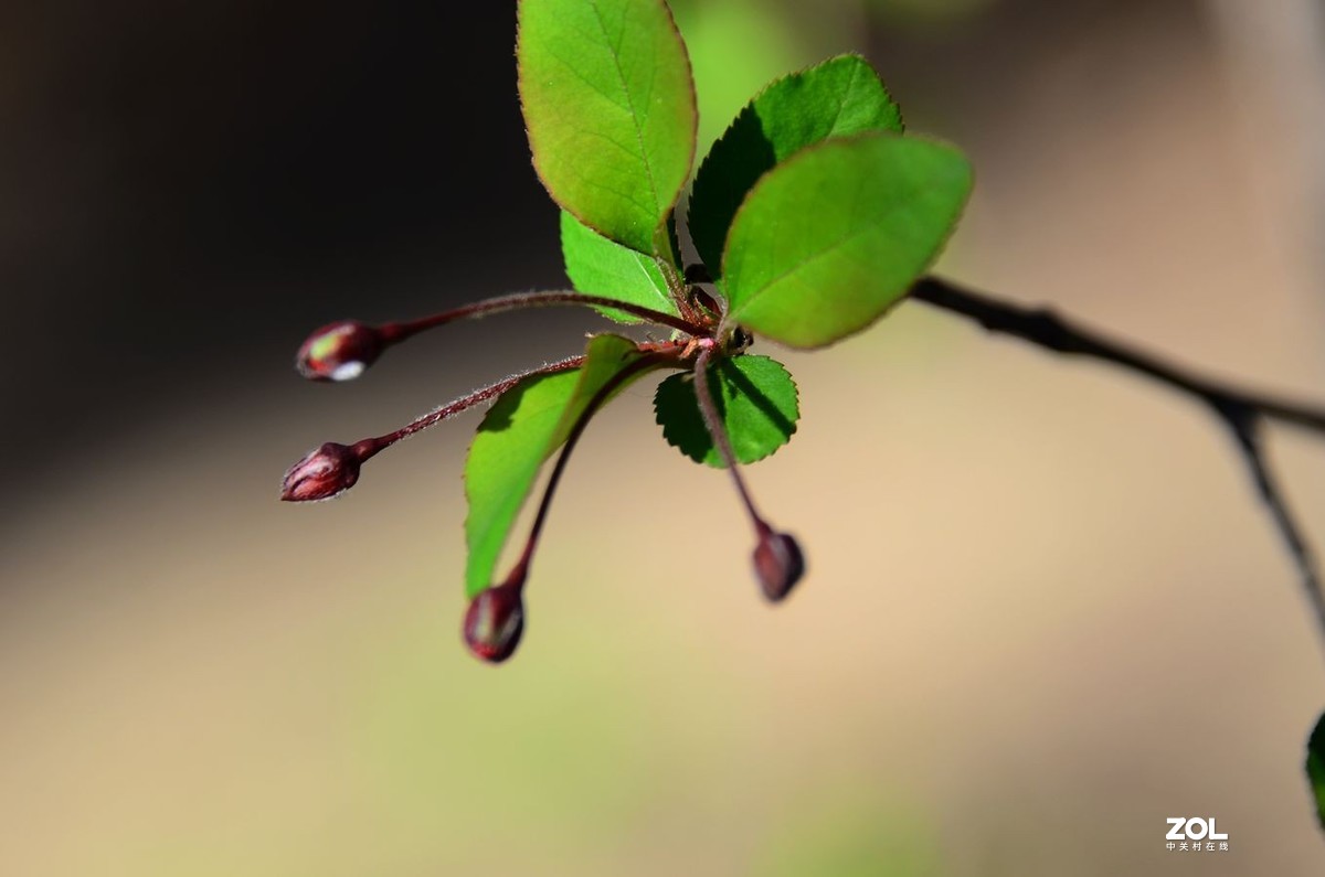 一组海棠花花骨朵