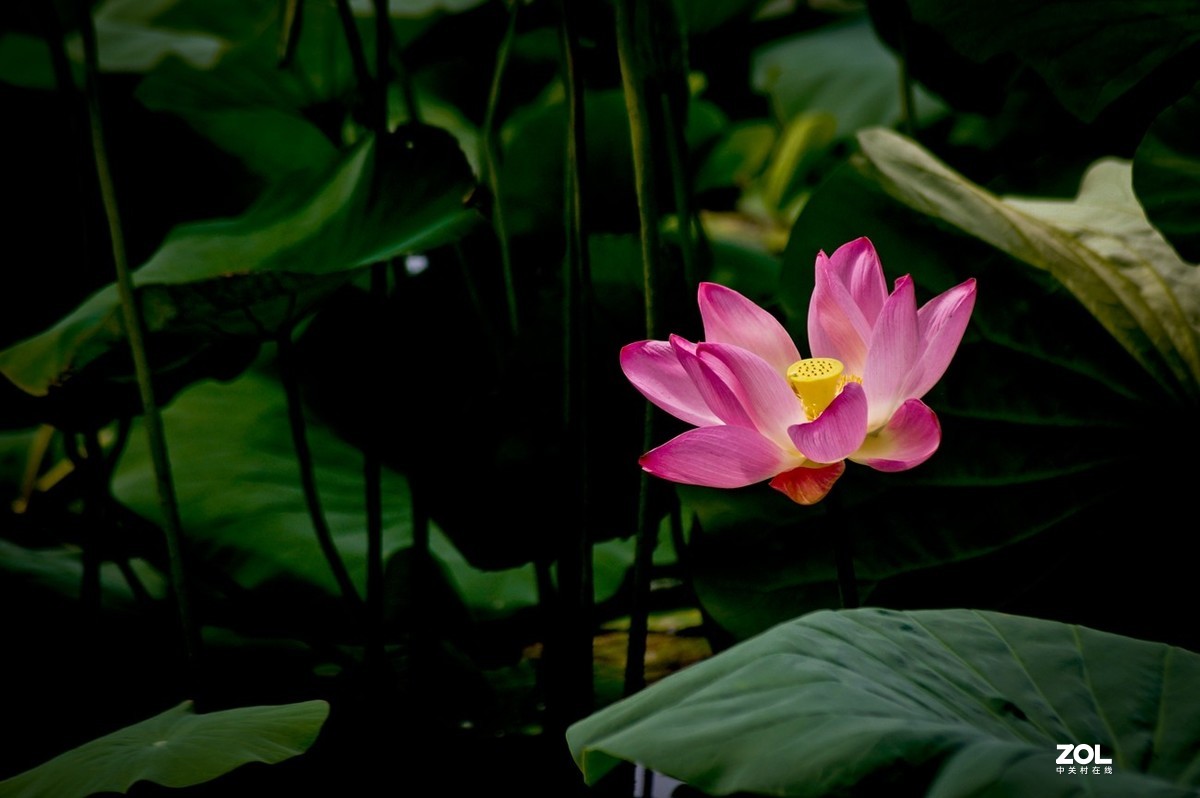 佛缘——圣洁的莲花