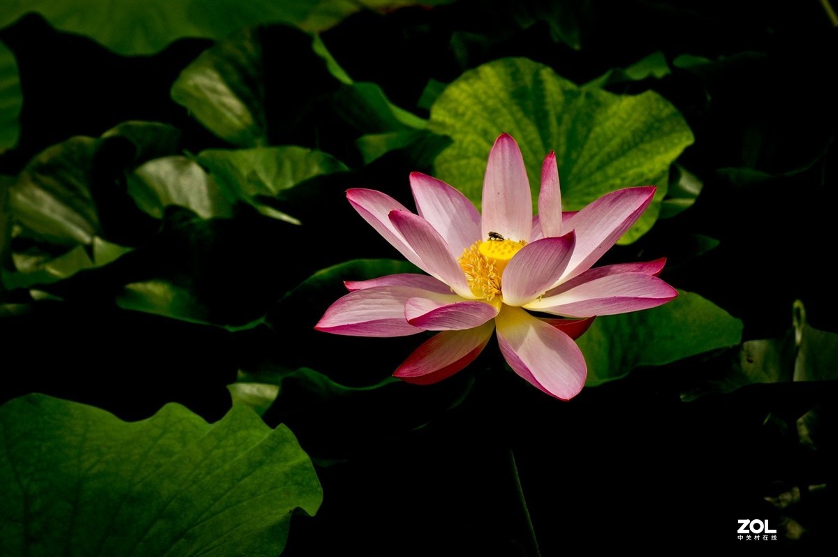 佛缘——圣洁的莲花