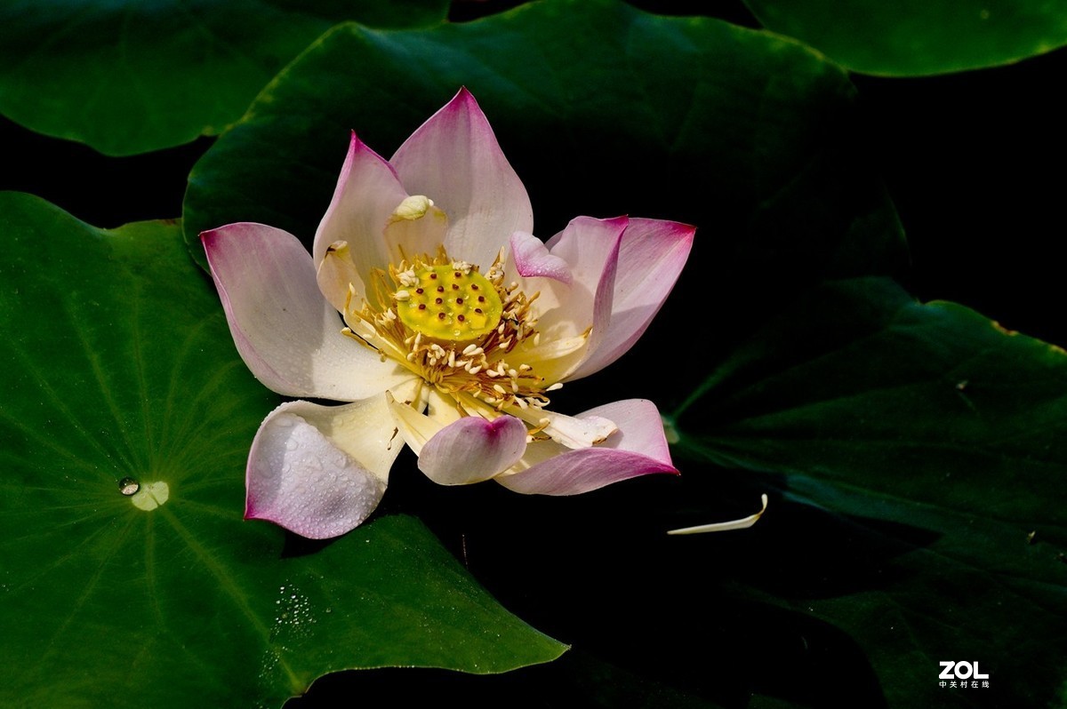 佛缘——圣洁的莲花