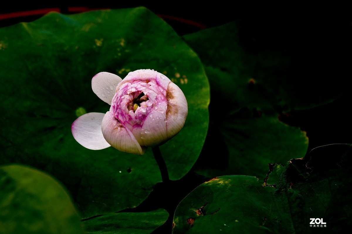 佛缘——圣洁的莲花