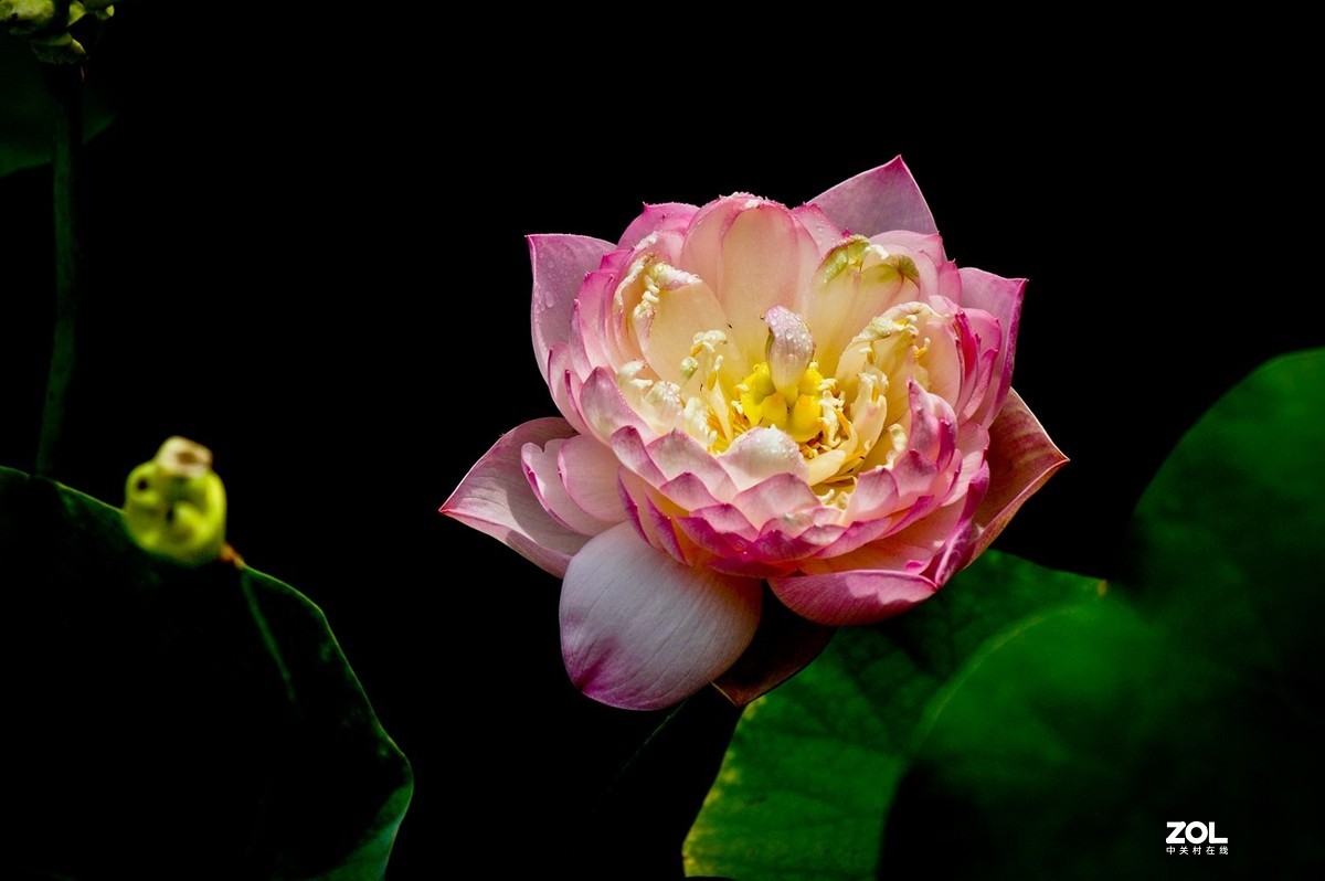 佛缘——圣洁的莲花