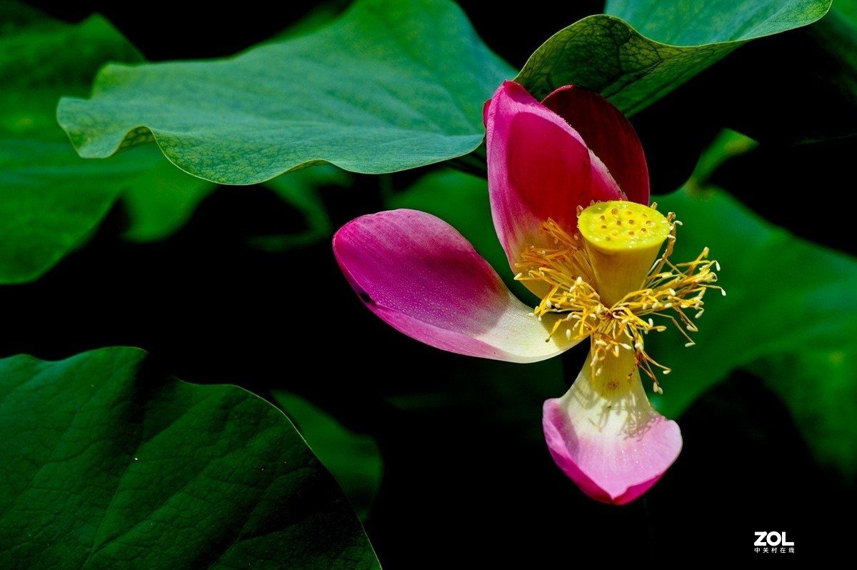 佛缘——圣洁的莲花