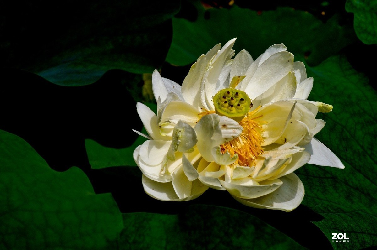 佛缘——圣洁的莲花