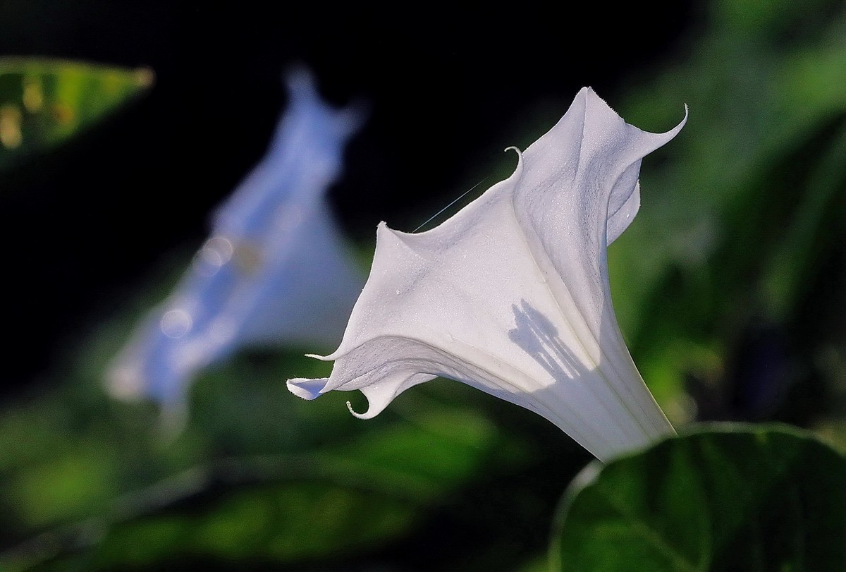 曼陀罗21-中关村在线摄影论坛