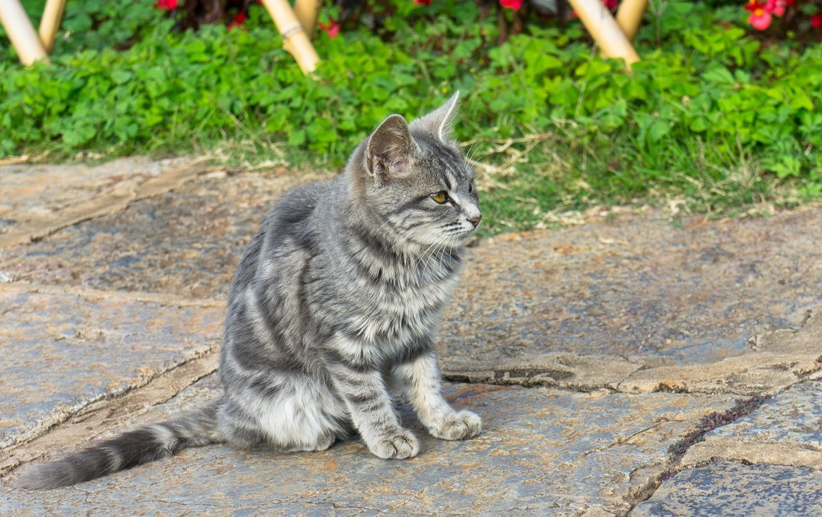 野猫趣图—拍自云南石林风景区