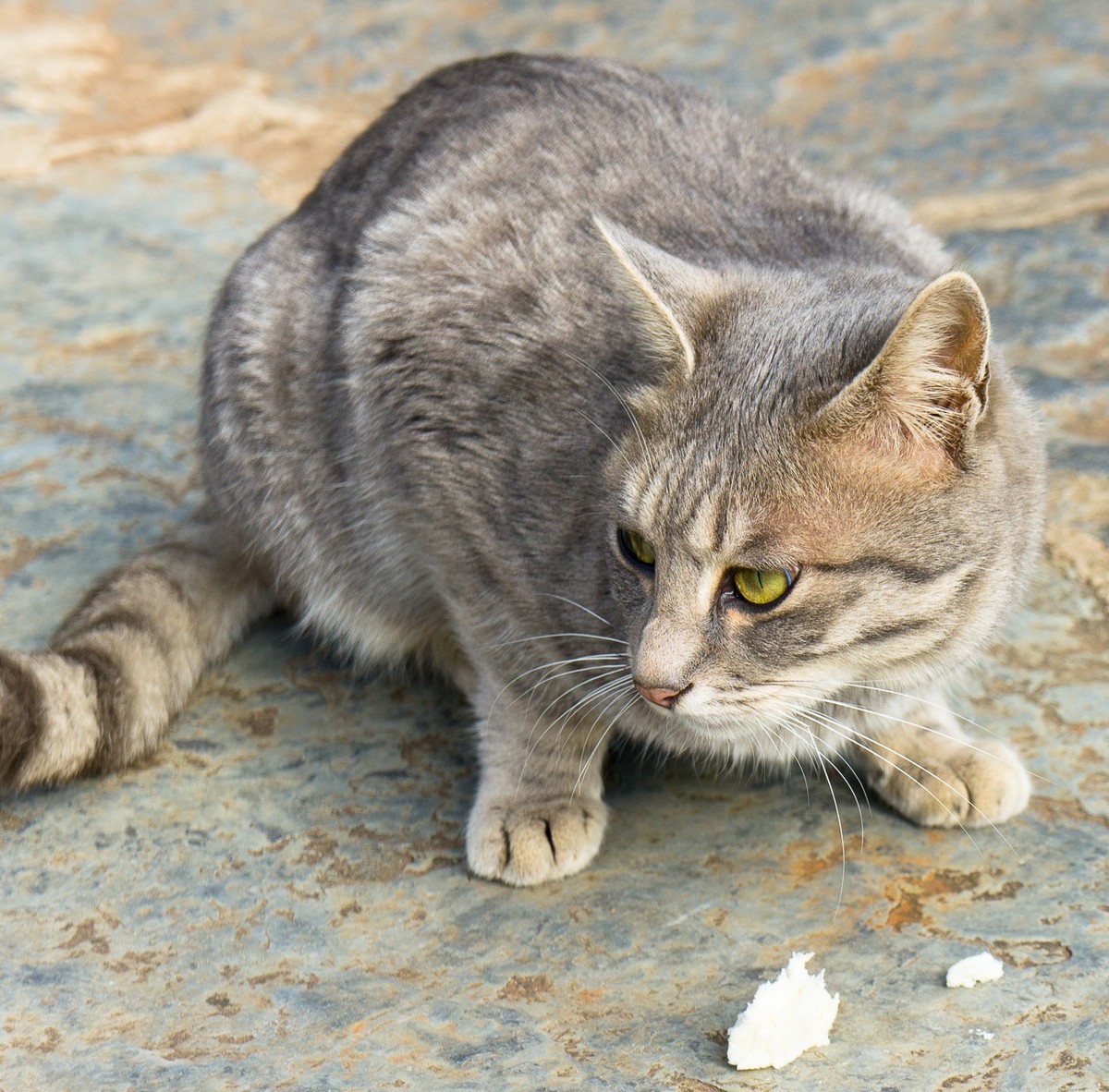 野猫趣图—拍自云南石林风景区