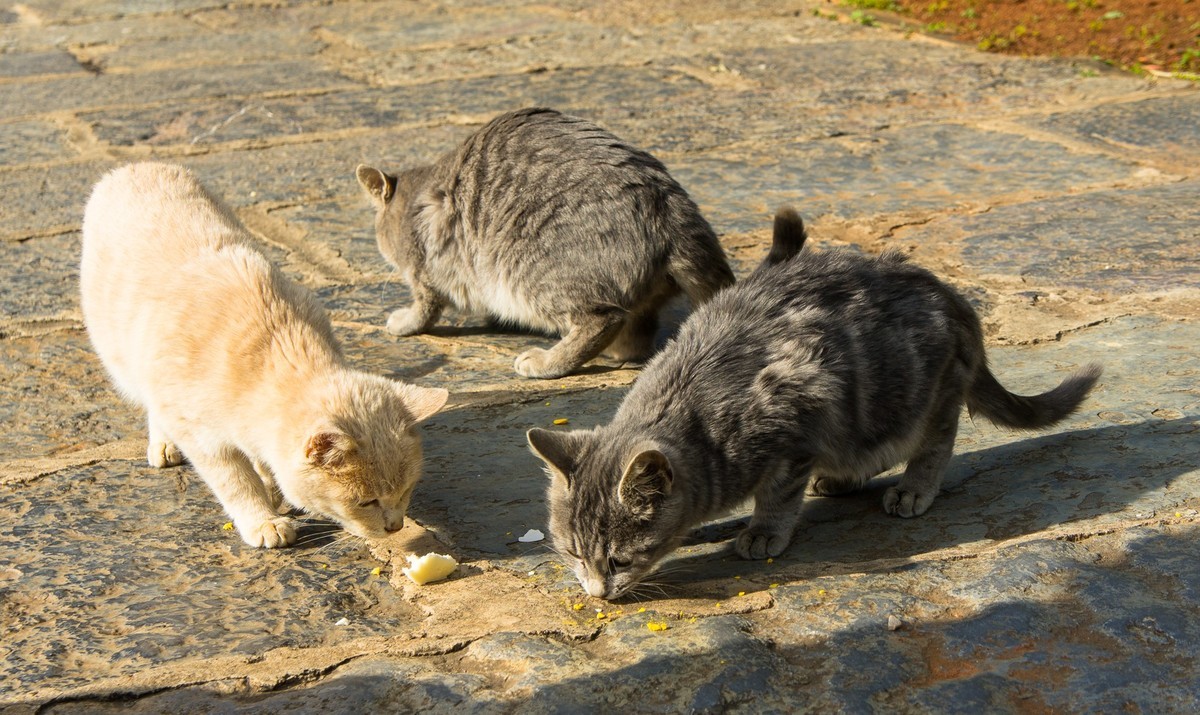 野猫趣图—拍自云南石林风景区