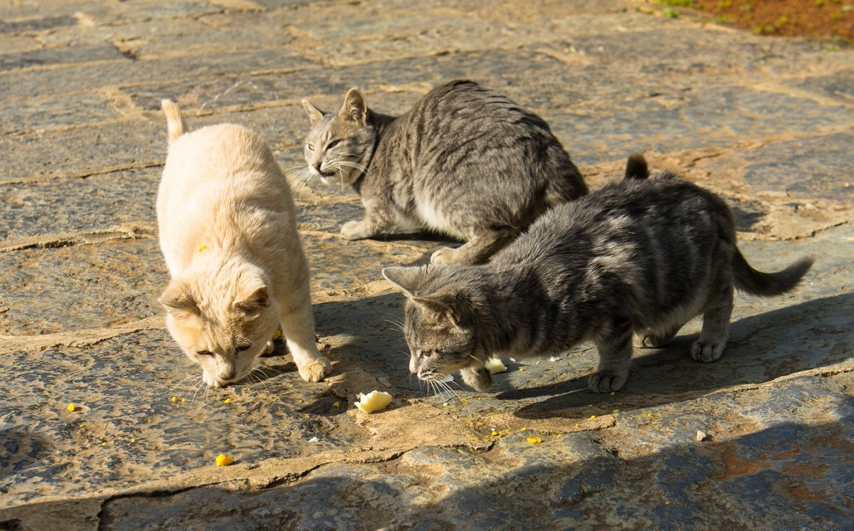 野猫趣图—拍自云南石林风景区