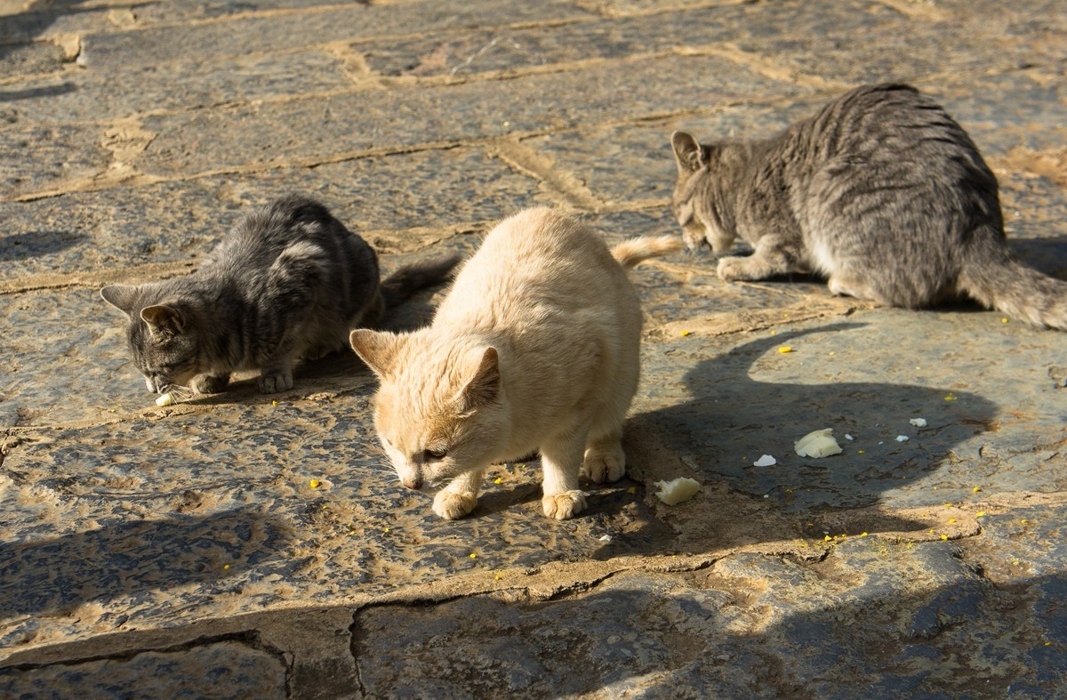 野猫趣图—拍自云南石林风景区