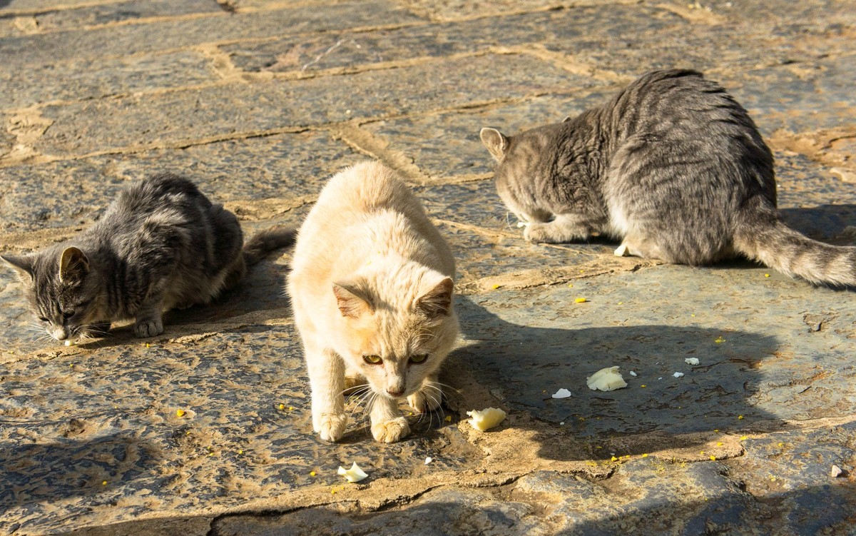 野猫趣图—拍自云南石林风景区