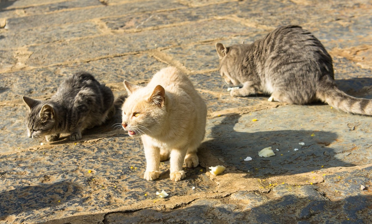 野猫趣图—拍自云南石林风景区