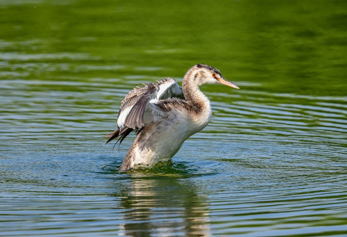 《凤头鸊鷉》的亚成鸟