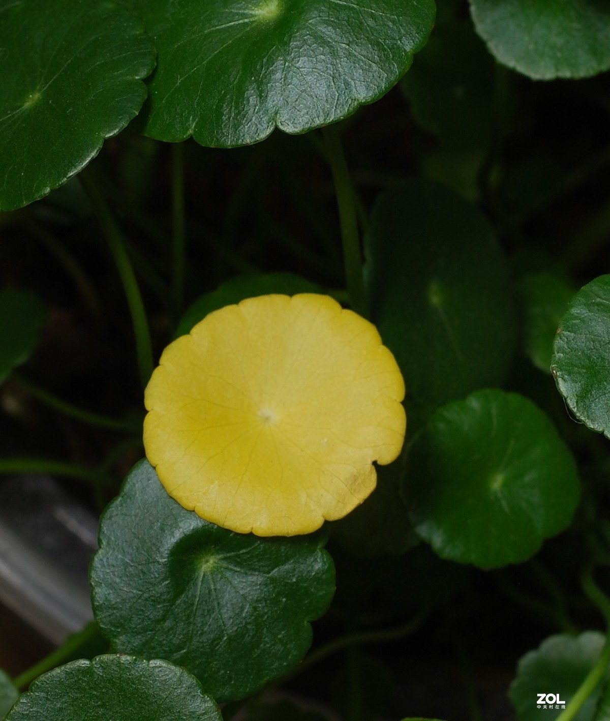 2020.11.6深圳燃气走势预测