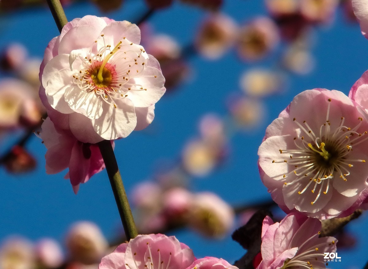 公园赏梅花