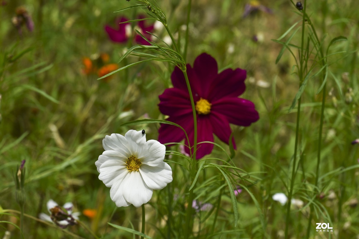 一花一鸟也咔嚓