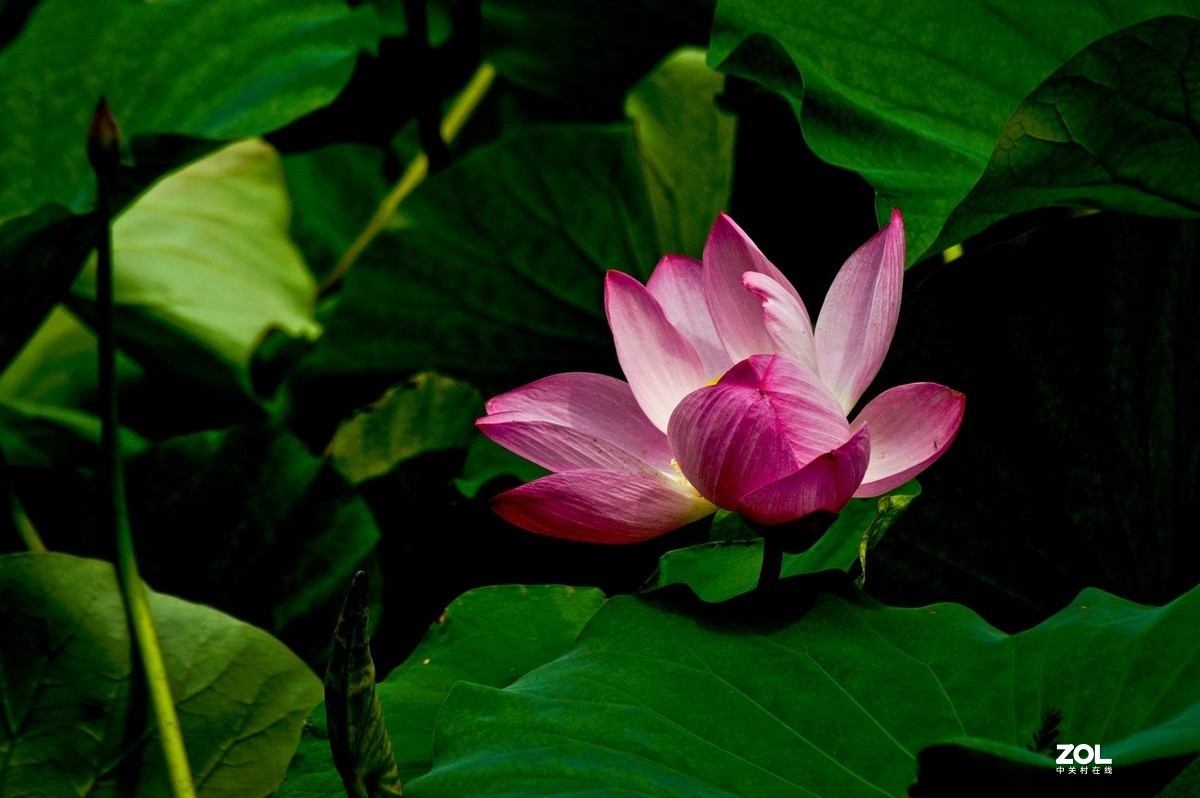 佛缘——圣洁的莲花