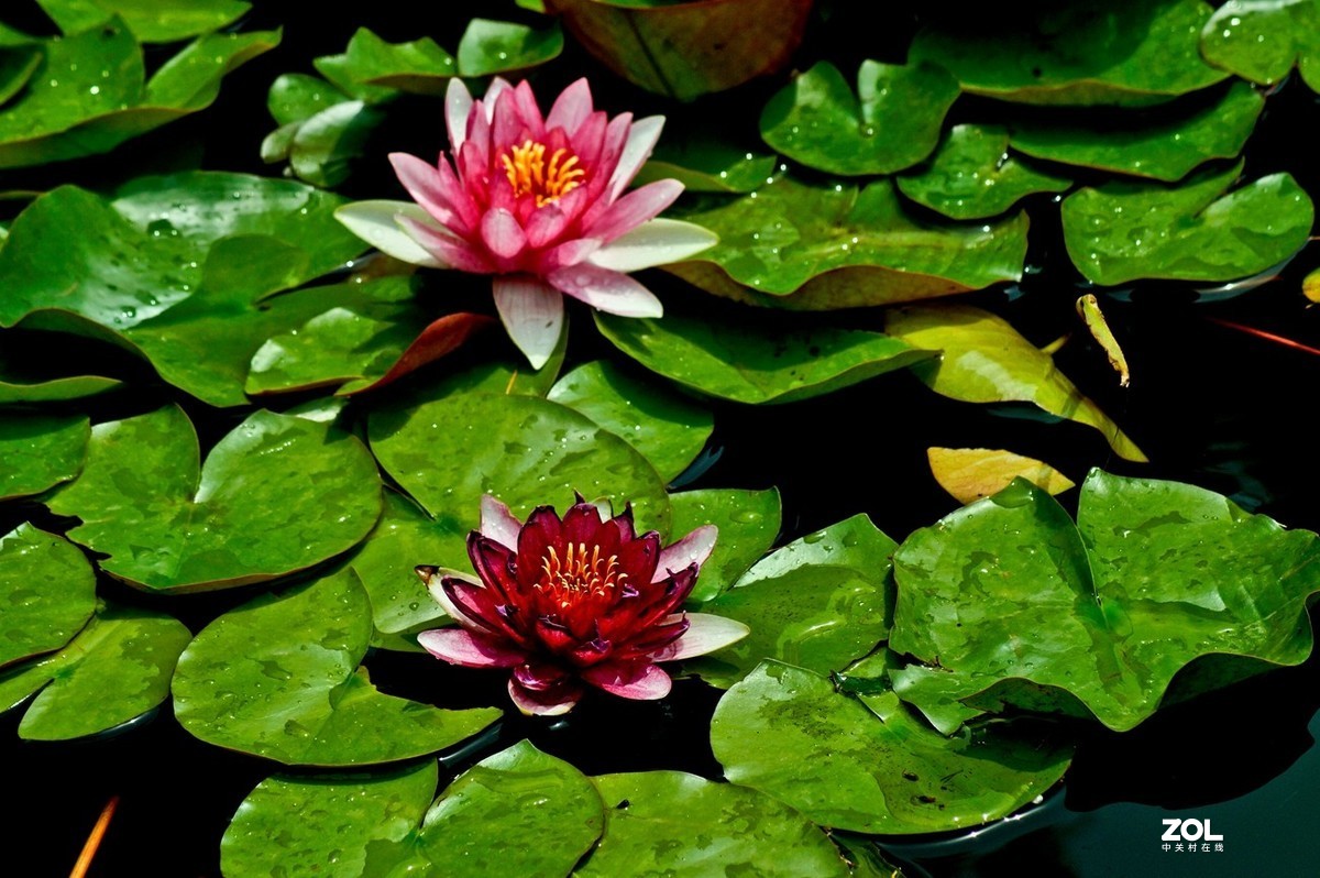 佛缘——圣洁的莲花