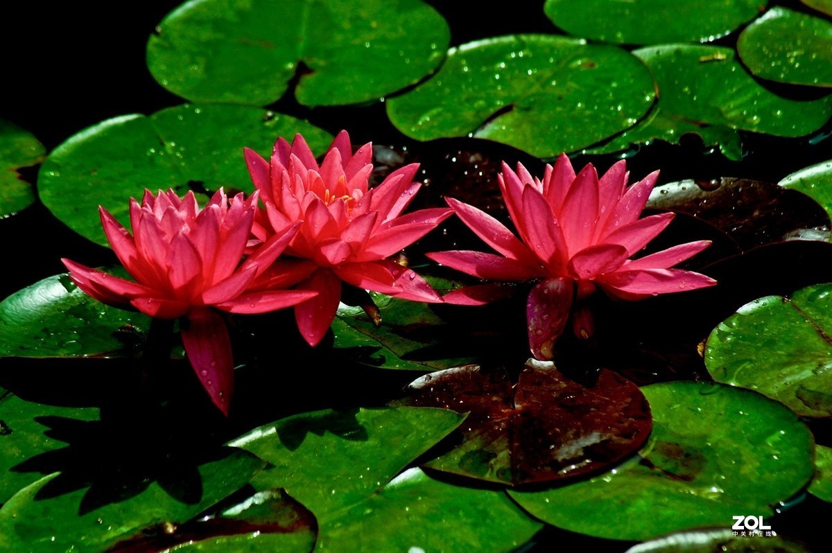 佛缘——圣洁的莲花