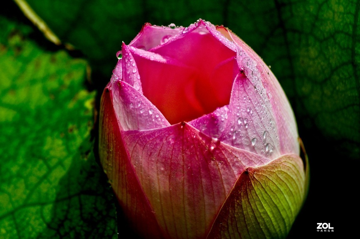 佛缘——圣洁的莲花