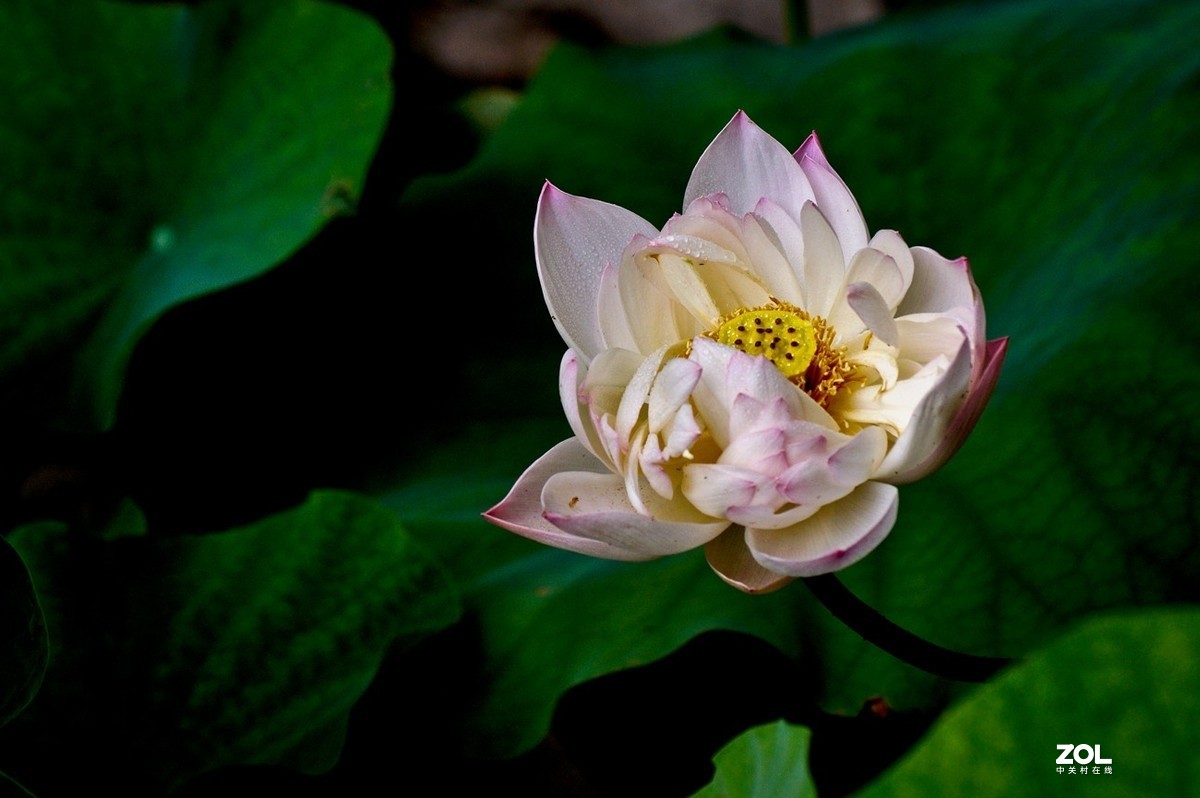 佛缘——圣洁的莲花