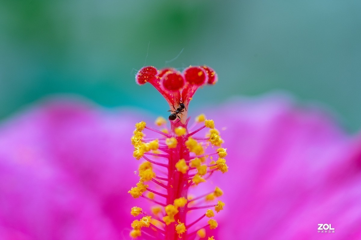 7月摄影大赛—“微”中有你  发现不一样的微观世界【获奖名单公布】】