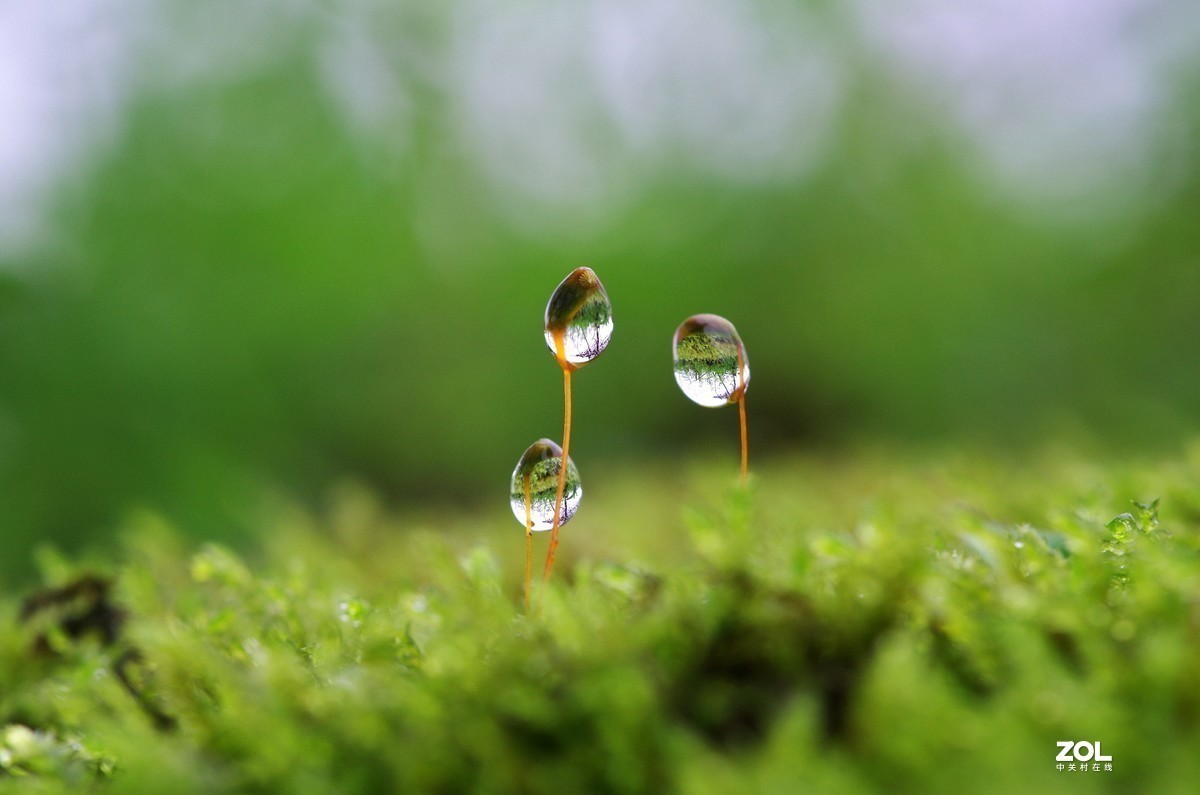 7月摄影大赛—“微”中有你  发现不一样的微观世界【获奖名单公布】】