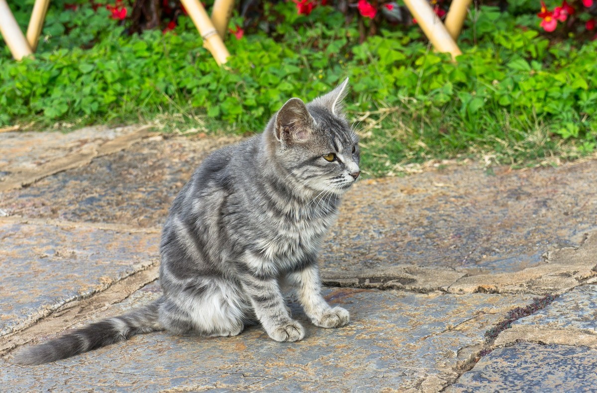 野猫趣图—拍自云南石林风景区