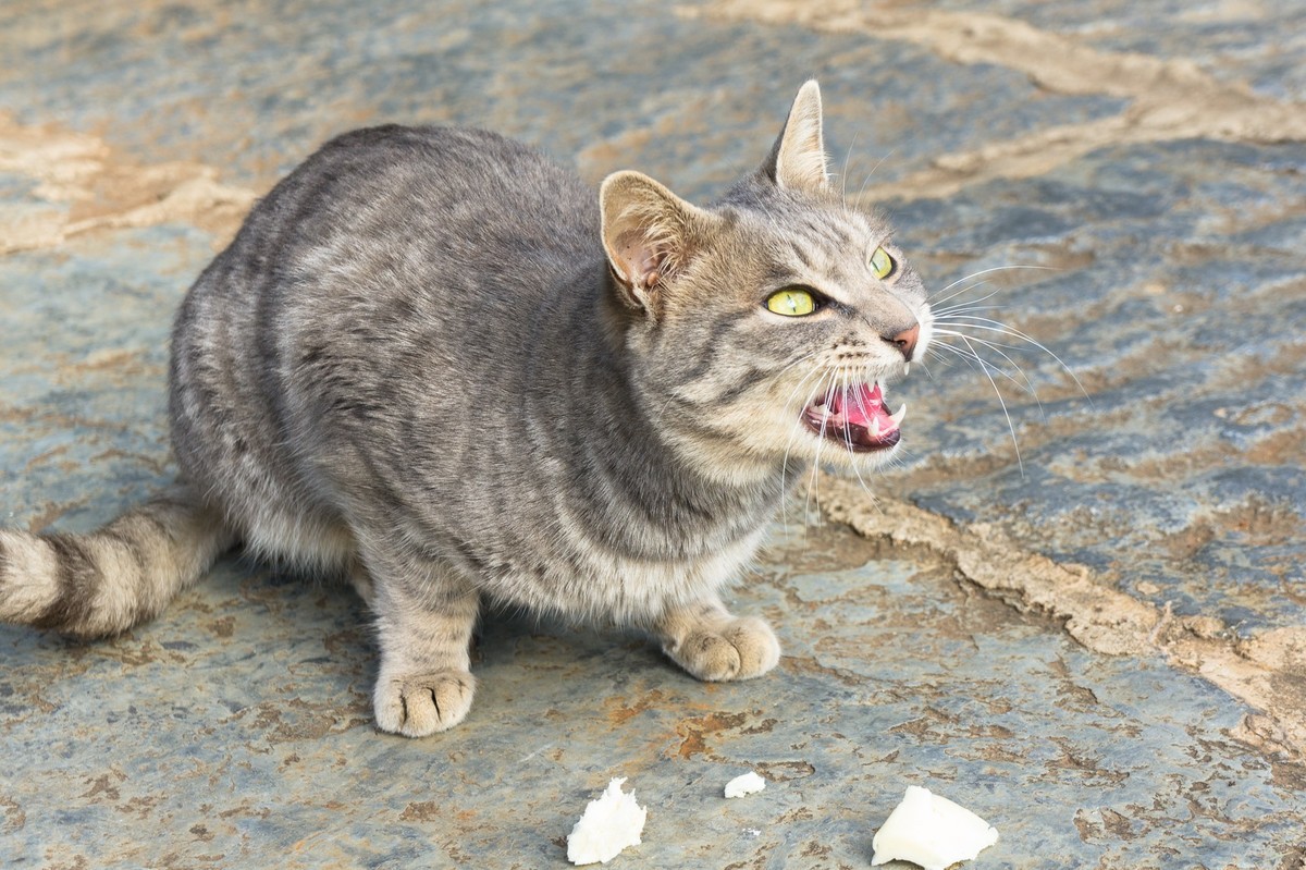 野猫趣图—拍自云南石林风景区