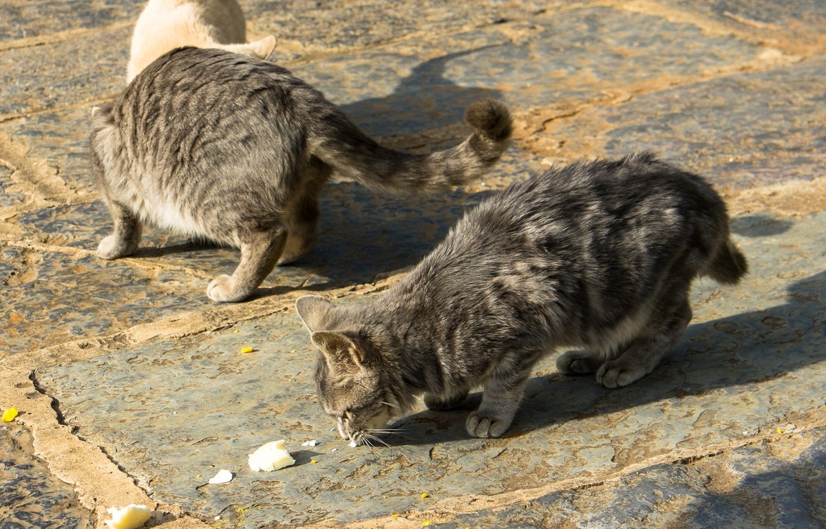 野猫趣图—拍自云南石林风景区